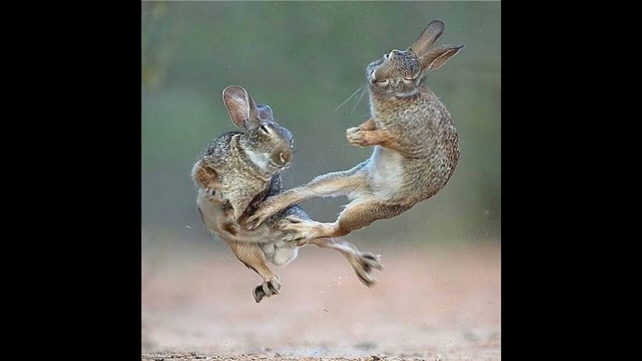 Oh No! Bunnies fight Tai-Chi 🐇😢😢