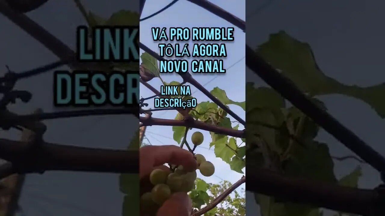 Quer comer uva do pé?