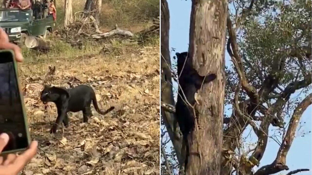 Very Rare Black Panther Climb On Tree