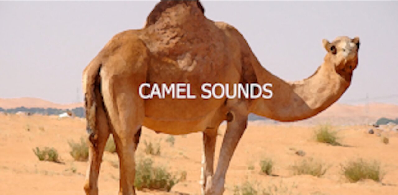 Camel Sounds