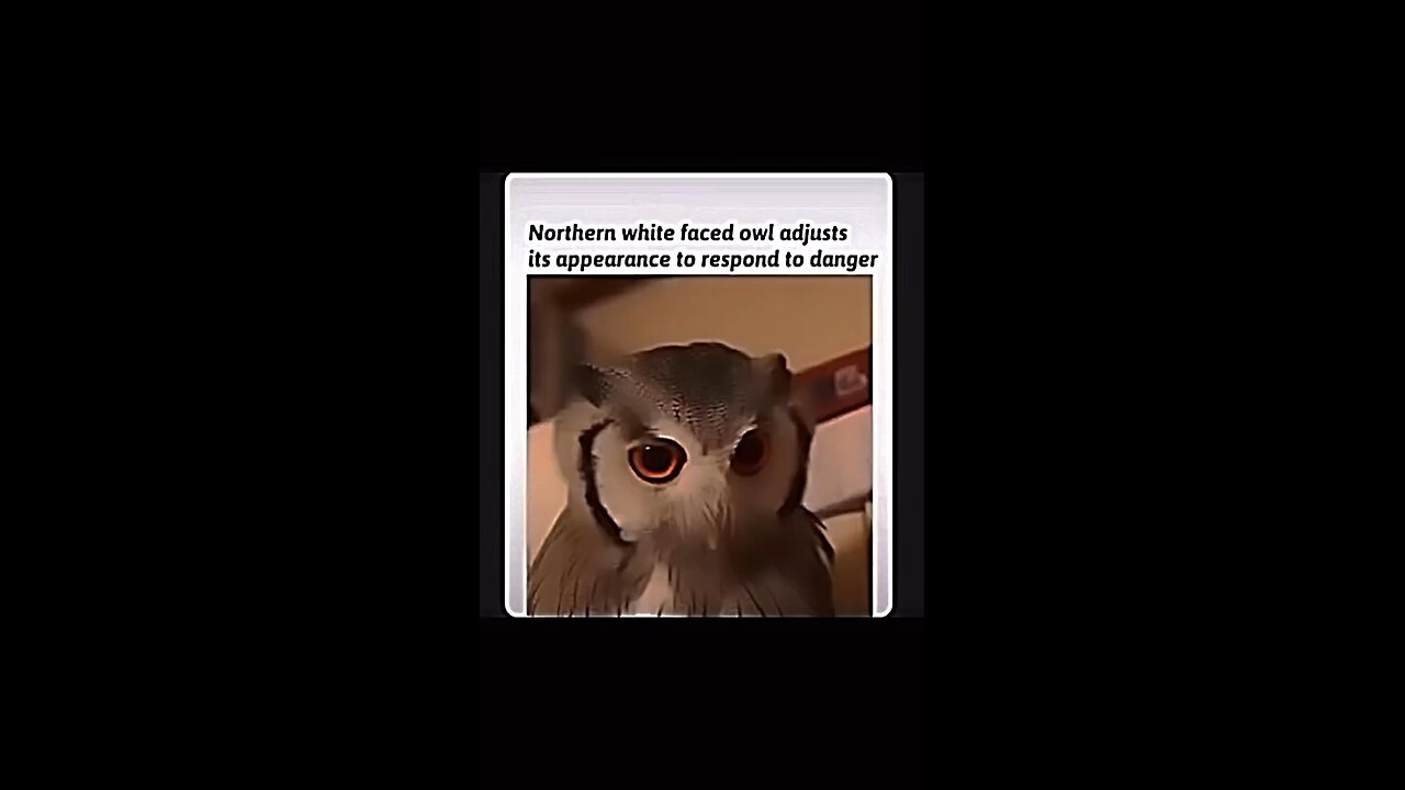 An owl