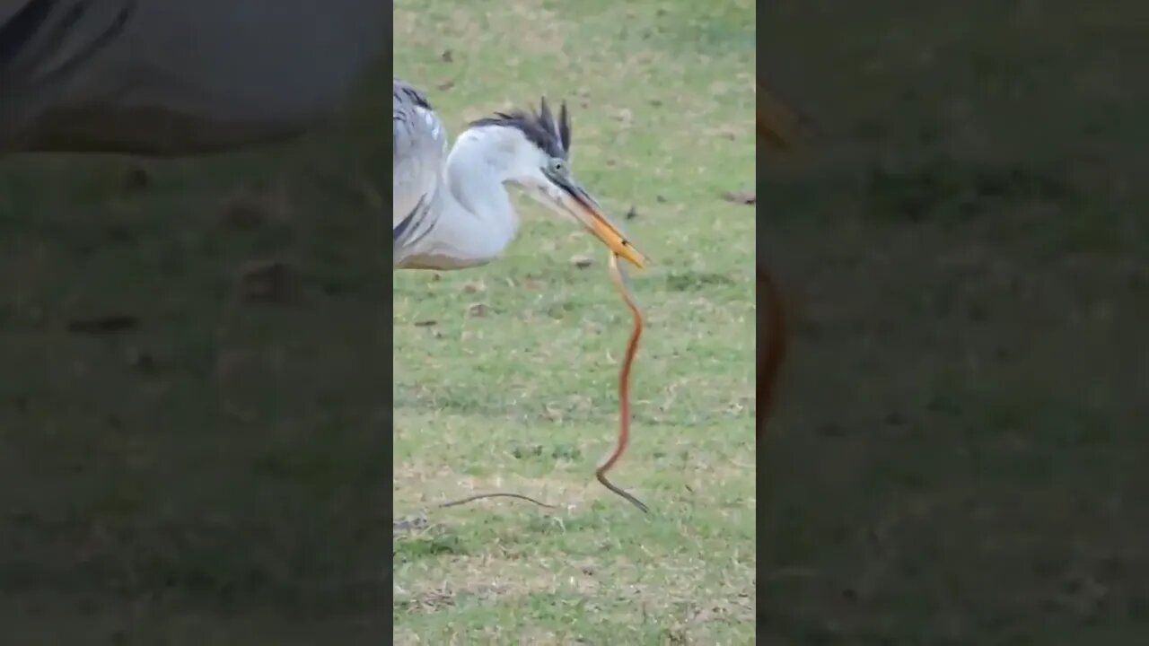 Hora de Papá kkk