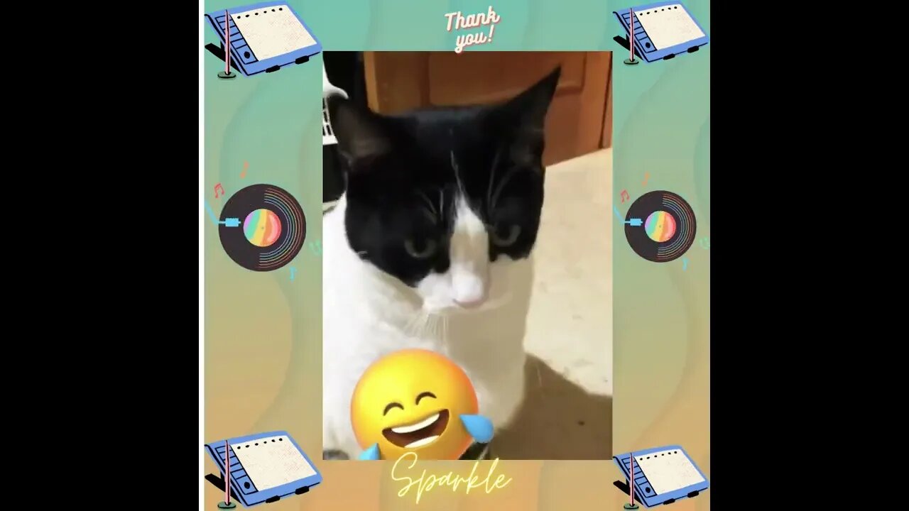 El amor no conoce distancia La historia de amor a larga distancia de dos gatos: