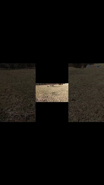 Fast Puppy #shorts #puppy