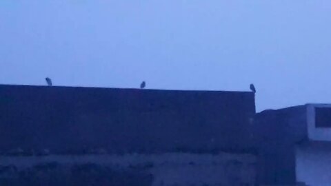 Dark Evening: Owl Family