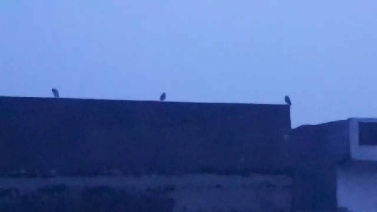 Dark Evening: Owl Family