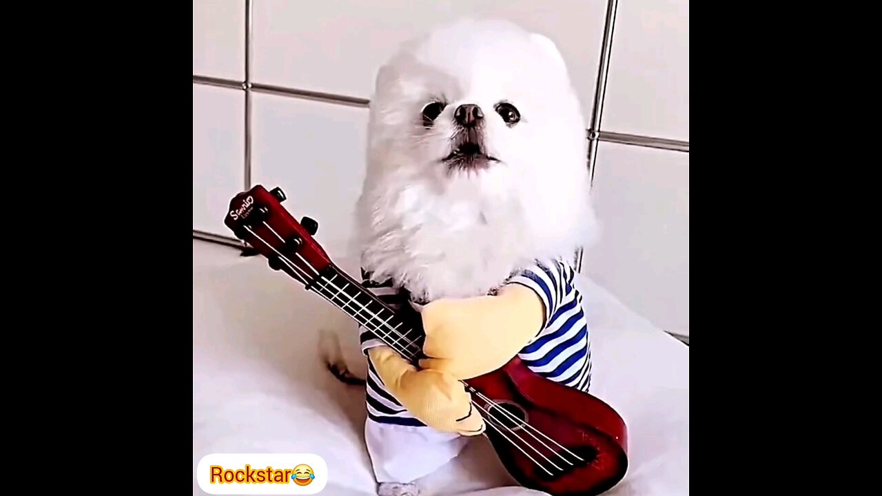 Dog rockstar😂👌 interesting video