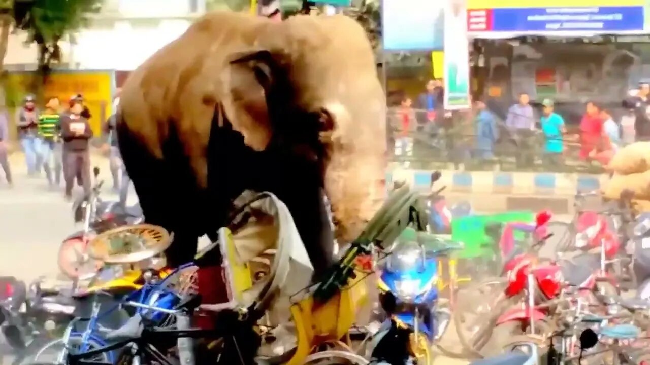 Animals CAUGHT Causing A Public Disturbance
