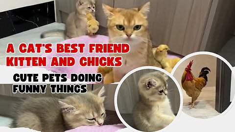 Cat's Best Friend Kitten and Chicks Pets Funny Videos Compilation