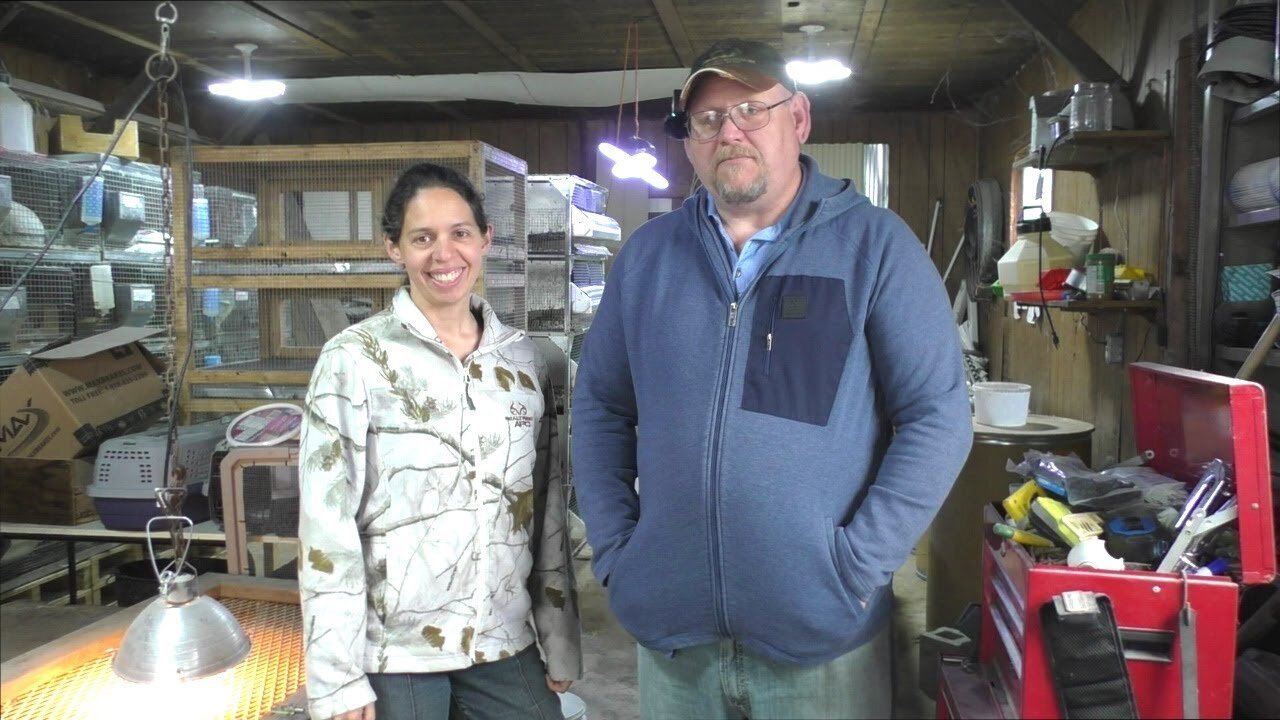 Setting up for Milking Miss Molly / Quail Update / Baby bunnies on the Homestead