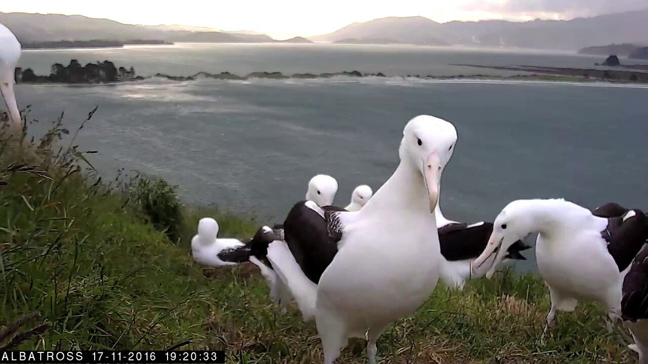 #RoyalCam 2016 highlights: Large group of albatross at nest