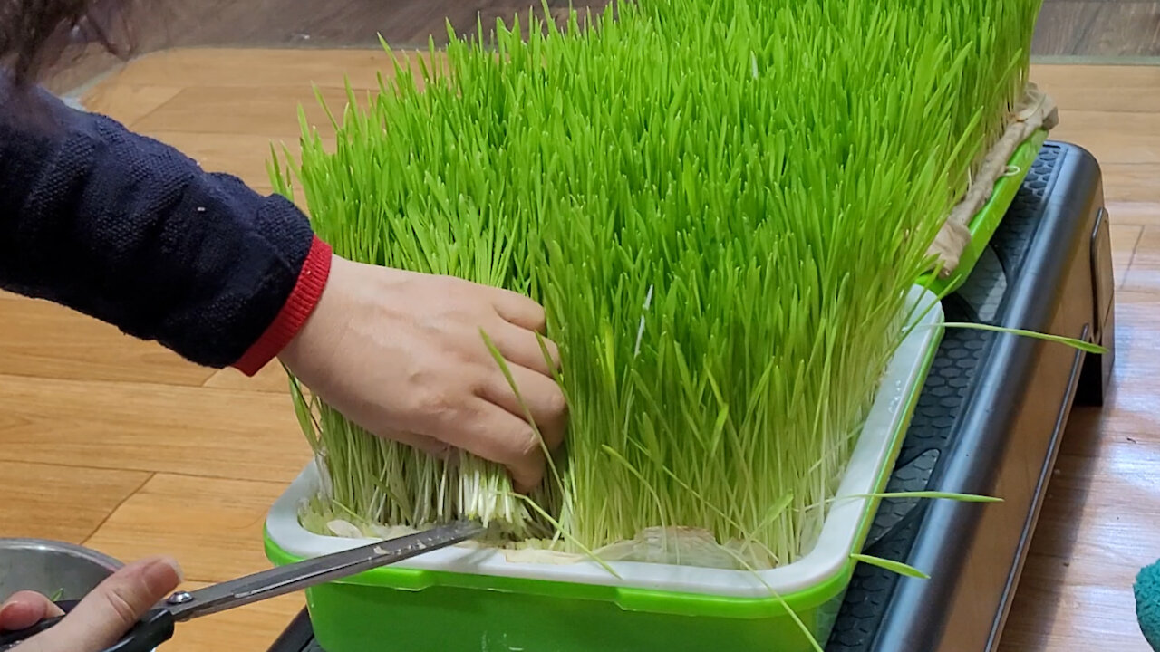 Barley sprouts grown in the house