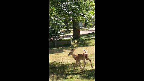 Three deer make a run for it