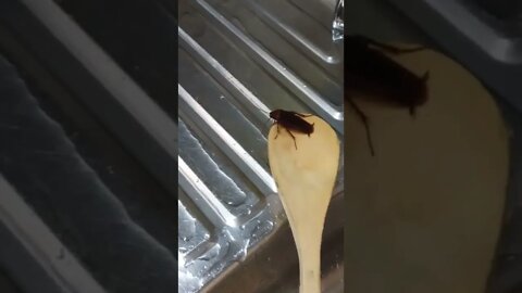 Saved this cockroach caught in my washing sink. 😃