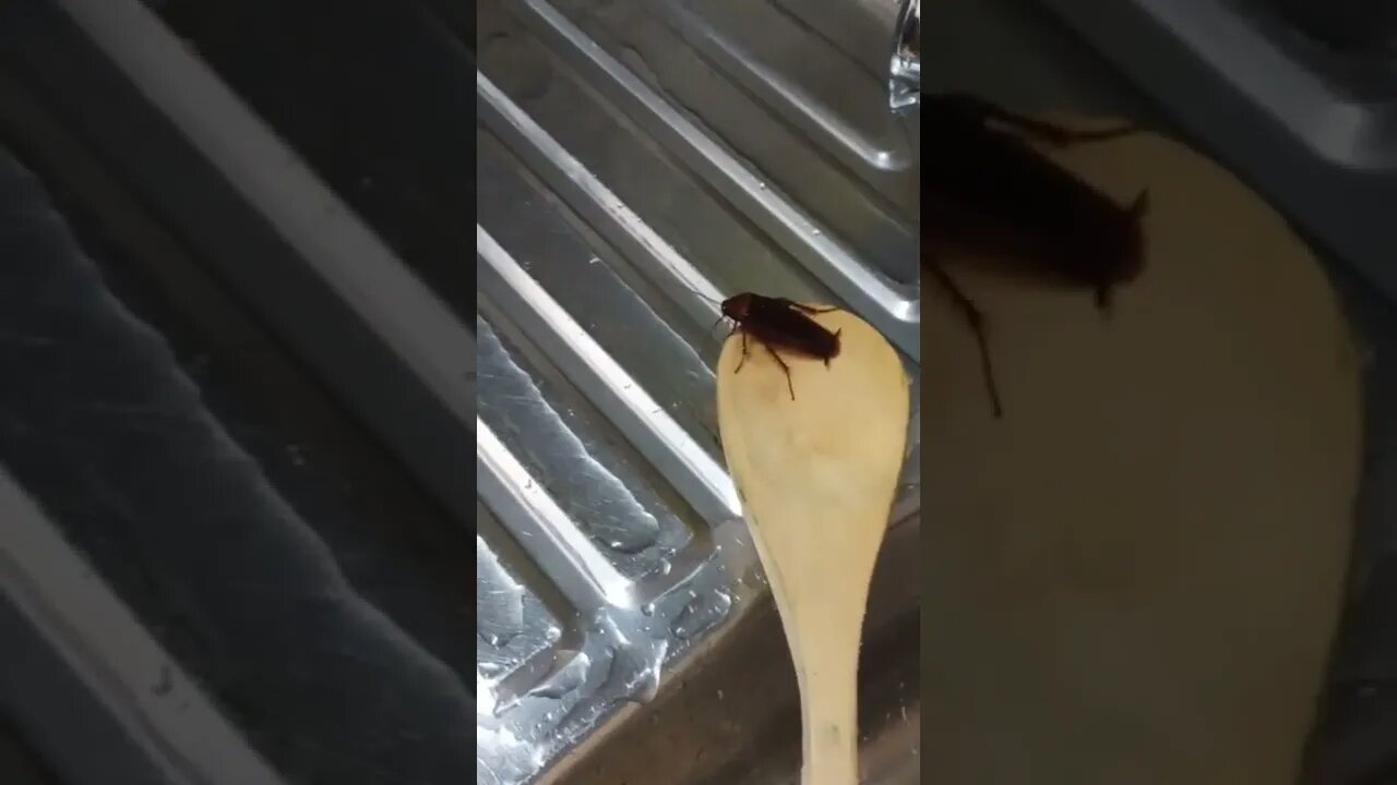 Saved this cockroach caught in my washing sink. 😃