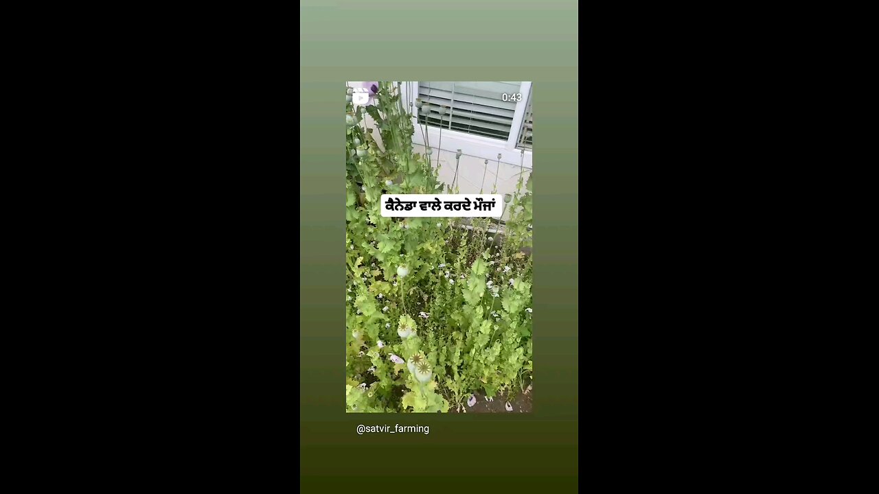 maujan canada vich karde punjabi