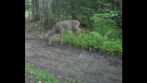 Big beautiful Buck