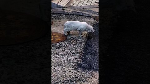 Esse gato está em um nível diferente !!!