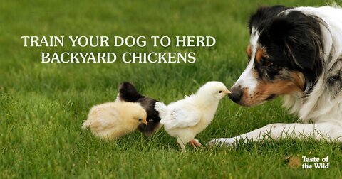 The love of dogs and chickens