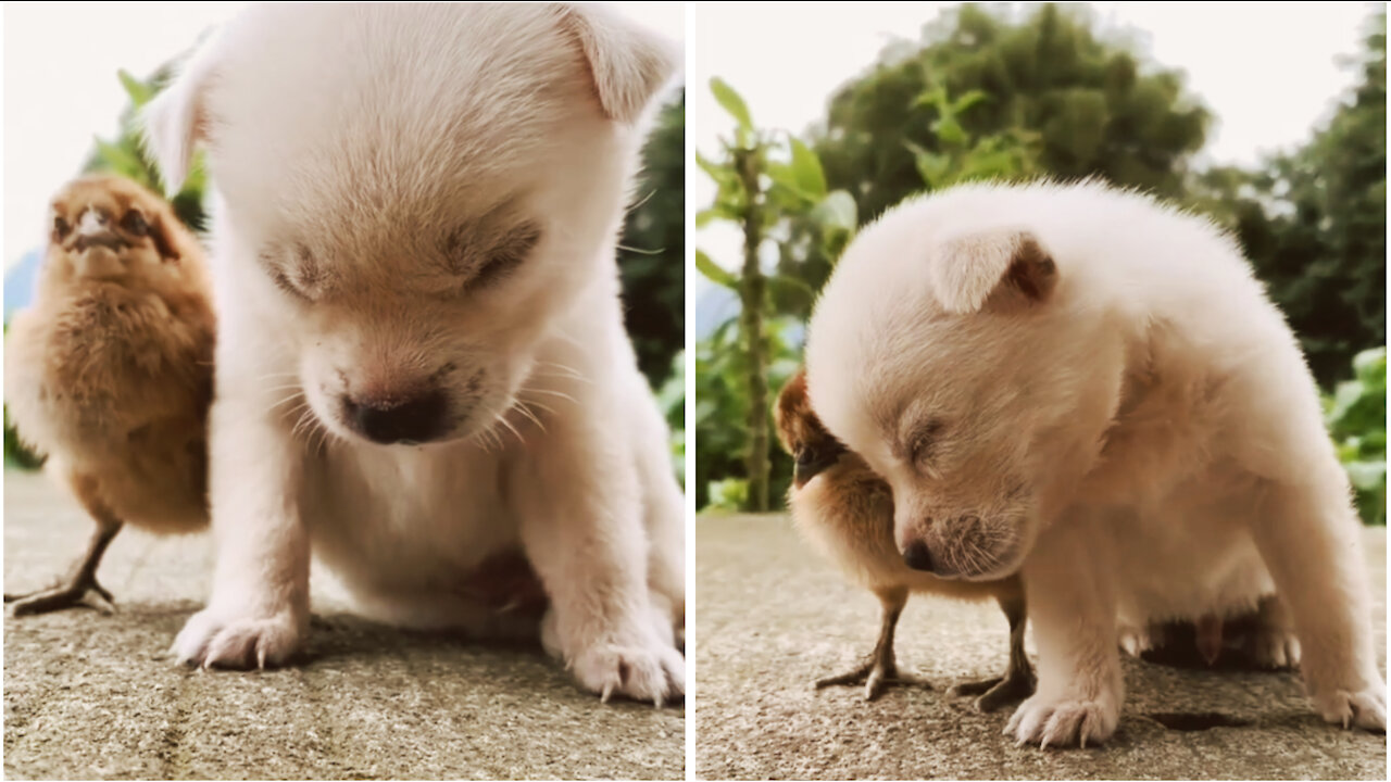 Funny dog couldn't control his sleep 😴