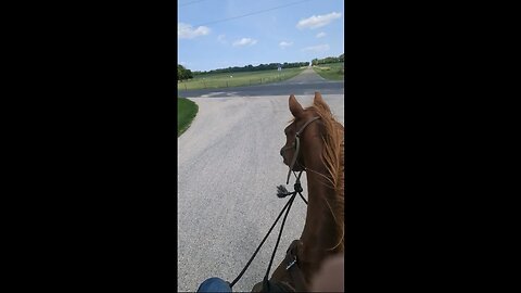 Cajun sees Horses & Loses His Mind 😲