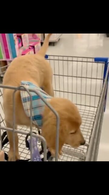 When the shopping list says to get the essentials...