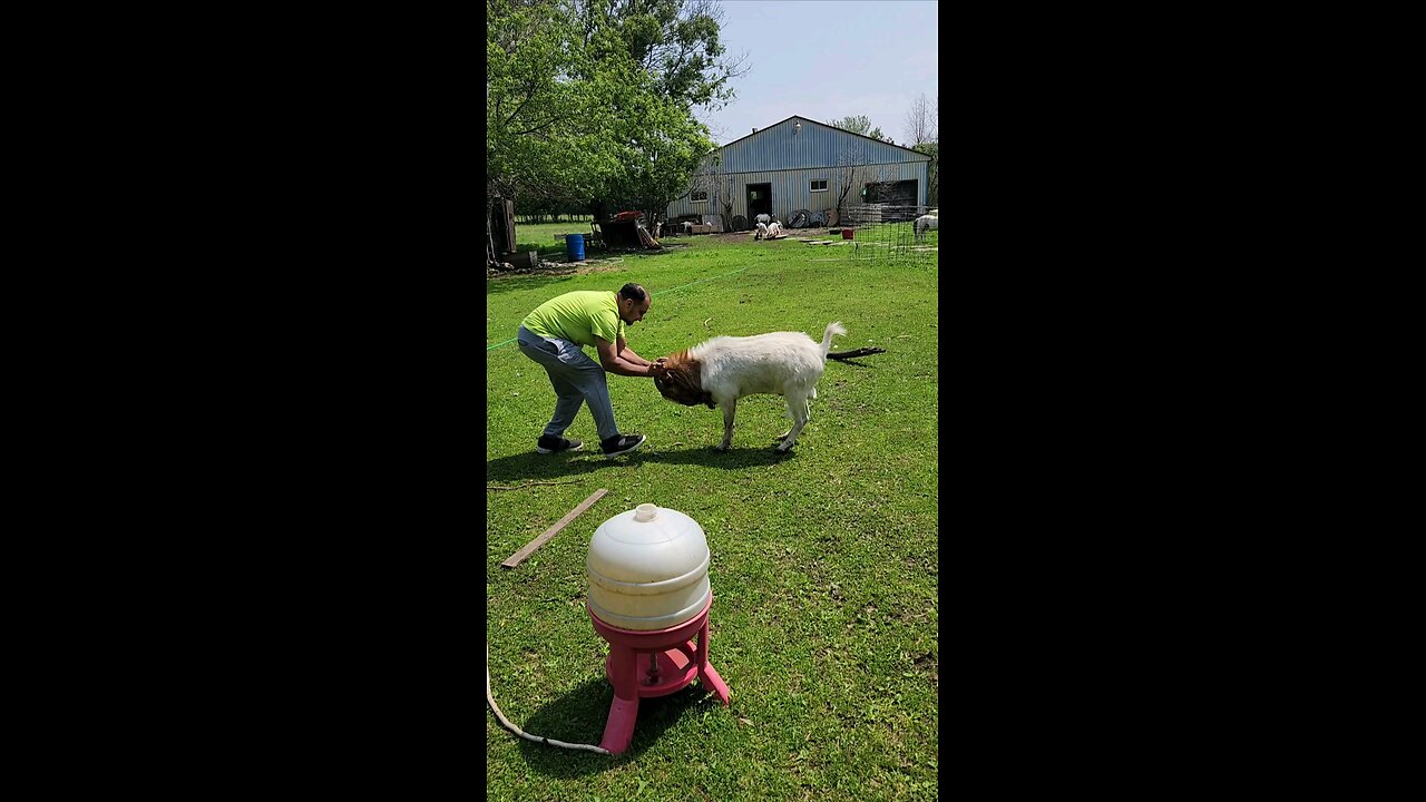 Playing with Boar Goat