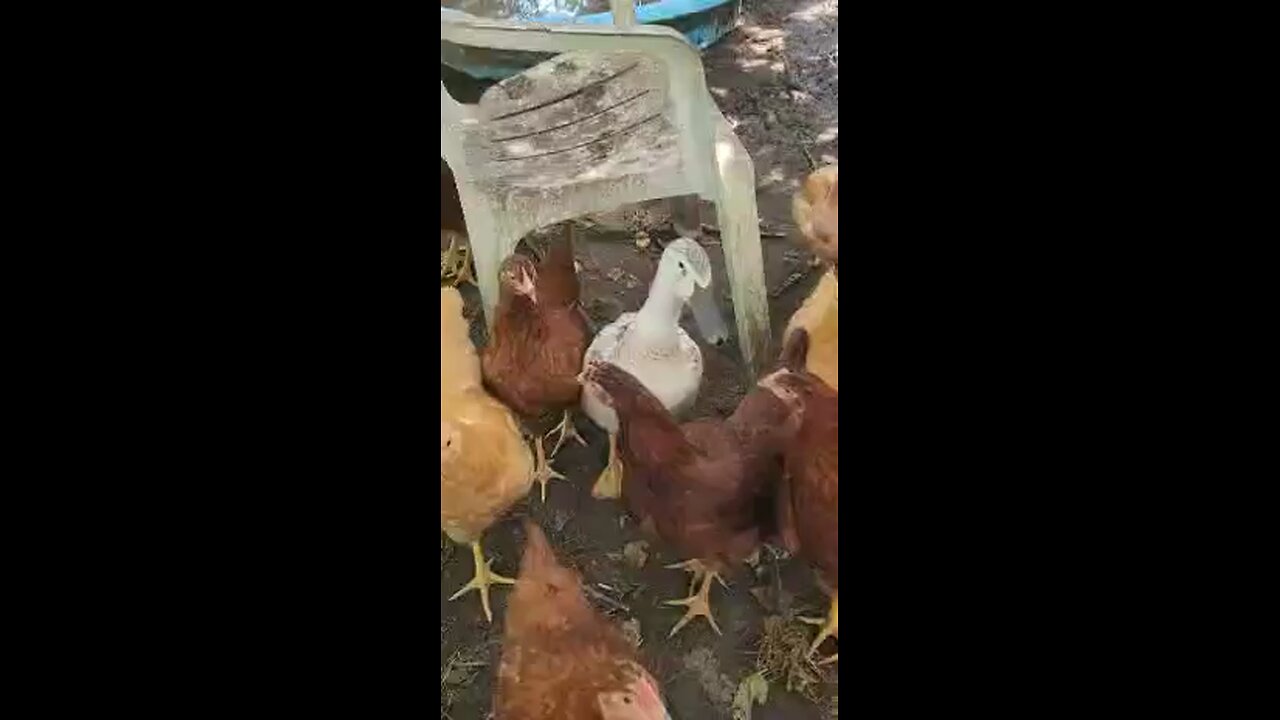 Our chickens and ducks