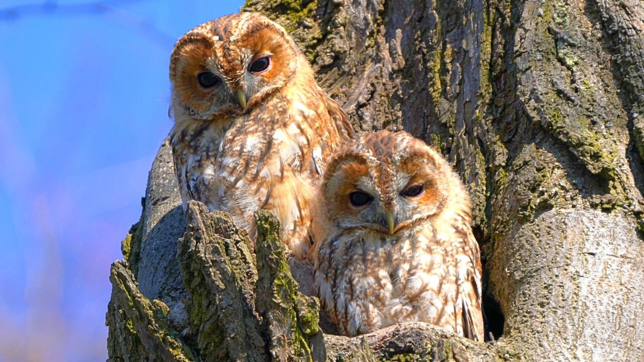 Tawny Owl Couple in a Tree Looking Down at Me