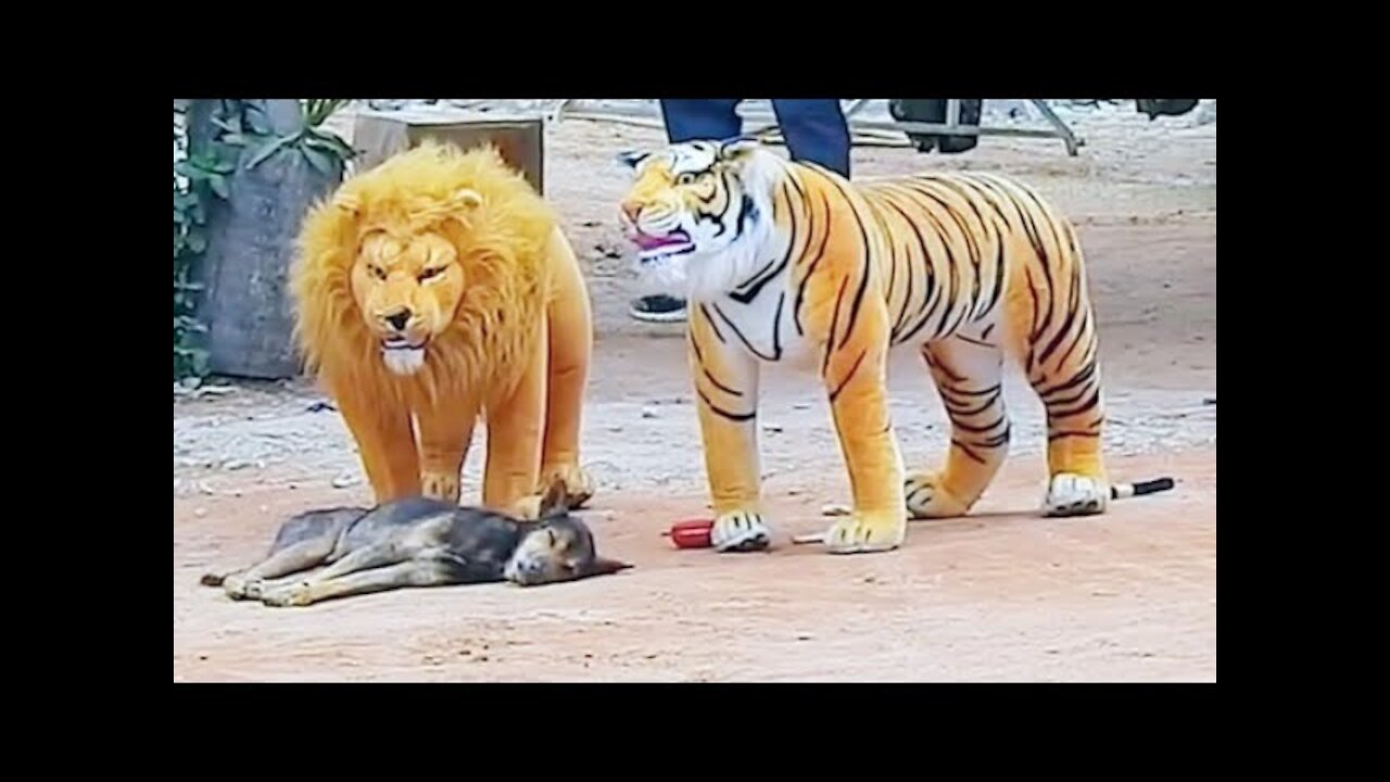 Fake Lion Fake Tiger Prank To dog