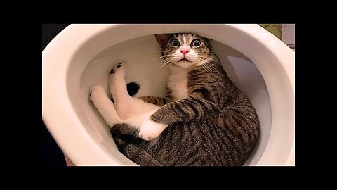 Funniest Cats and Dogs 🐶🐱 | Funny Animal Videos