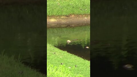 The Pond #Shorts 🌲