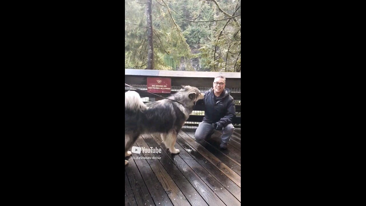 What kind of gentle giant is this? @Snoqualmie Falls #dog #dogs #shorts #short #shortvideo