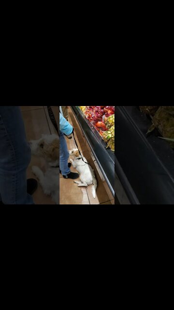 Ares trained for grocery shopping