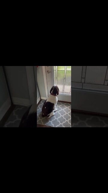 Springer Spaniel Puppy Misses His Sister and Mommy - Sits By The Door The Whole Time