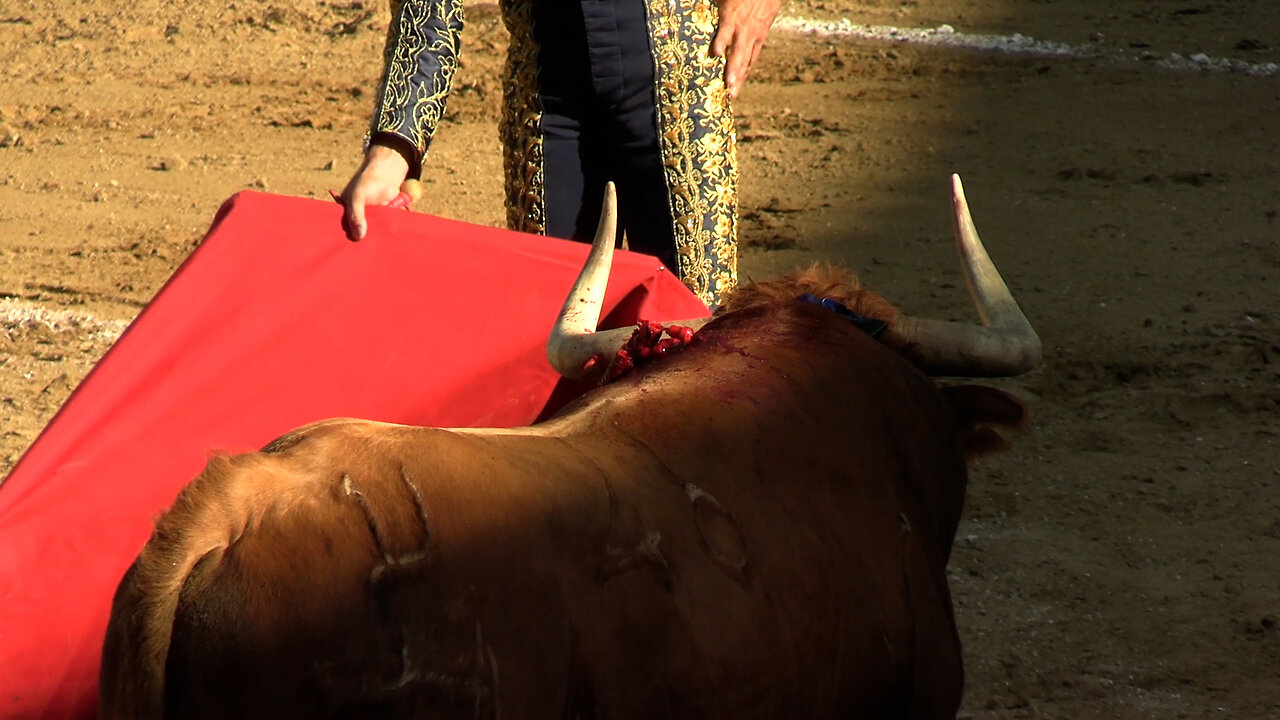 2024 08 17 TAFALLA CORRIDA DE TOROS RETA DE CASTA NAVARRA