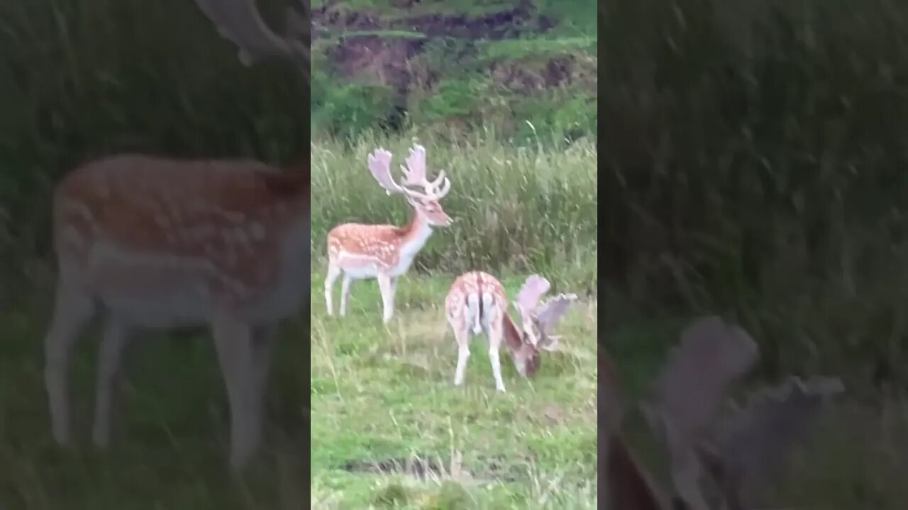 Rare Albino Deer - Herd on the move! #knutsford #deer