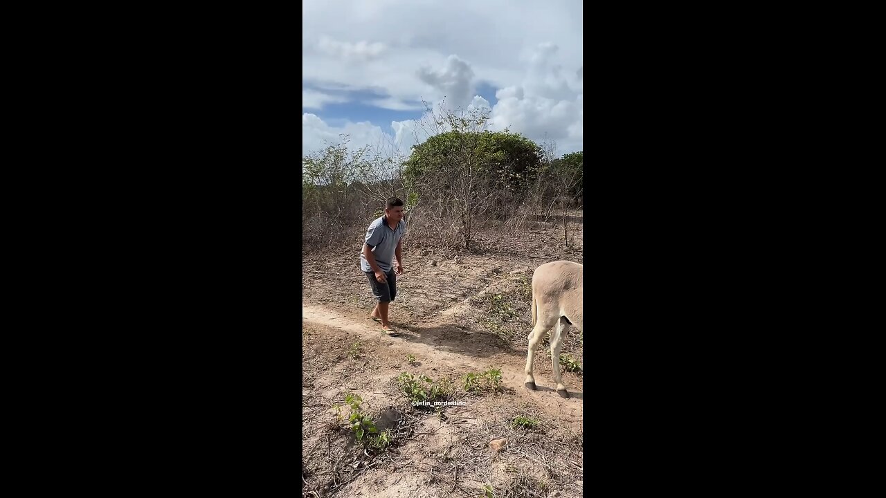 He got the donkey mad