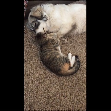 Overly-affectionate cat wins heart of every dog she meets