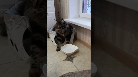 #shorts Смешные Коты Из Тик Тока 176 Funny Cats From Tiktok