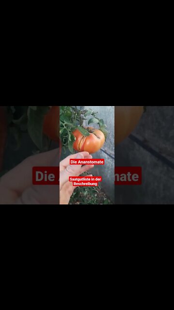 Beste Tomate der Welt | Ananastomate