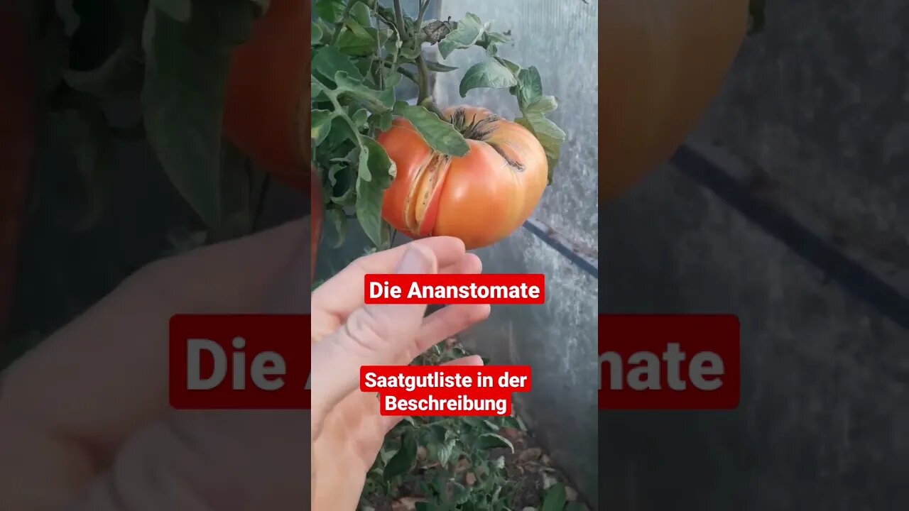 Beste Tomate der Welt | Ananastomate