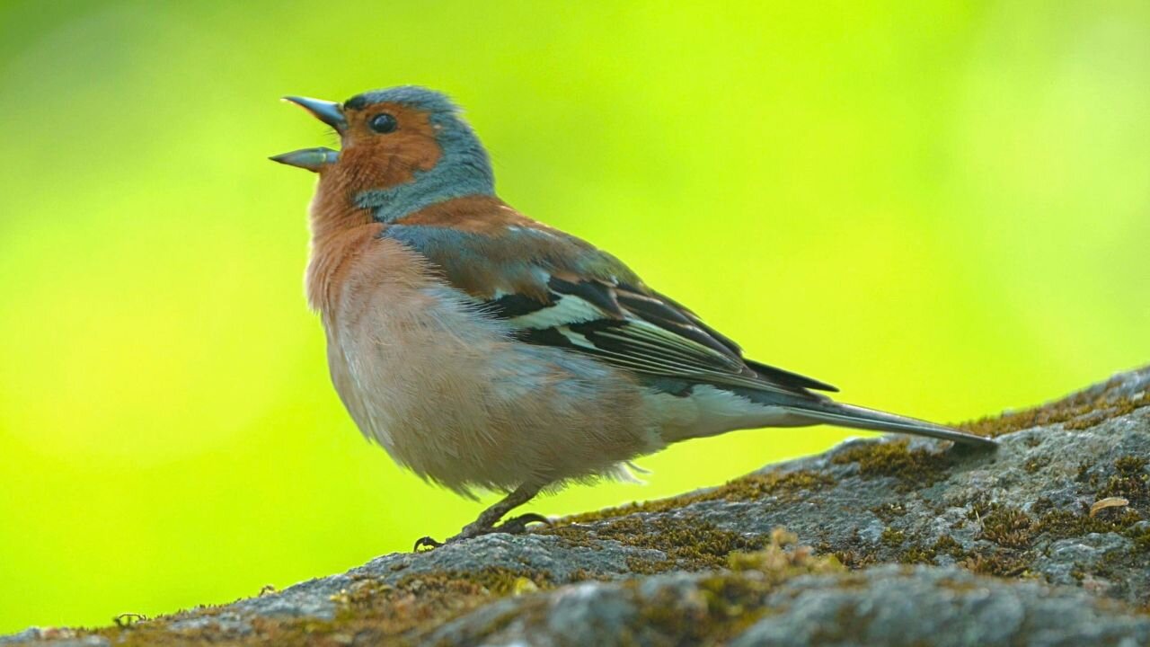 Chaffinch Eurasian Male Calls to Chat with Friends. He's a Gossip