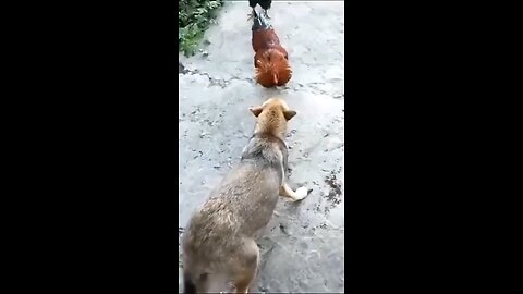 funny dog video | funny animals video