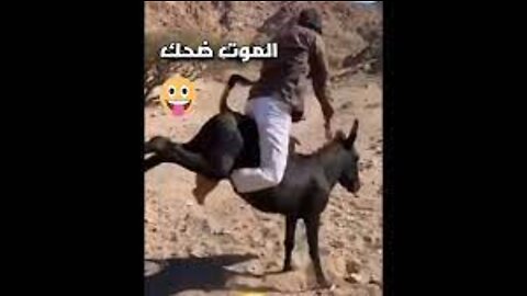موت ضحك 🤣🤣 حمار قبيح ويركل صاحبه لقطات مضحكة ضحك حتا الموت حيوانات مضحكة