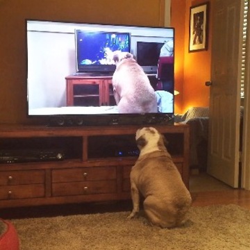 Bulldog Watches Viral Video Of Herself, Her Reaction Left Us Speechless!