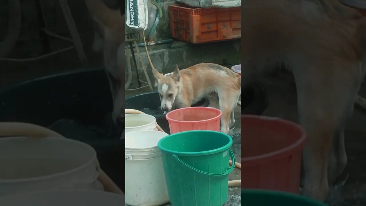 my 🐕🐶🐕🐶🐕