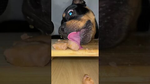 Rottweiler ASMR #shorts #short #viral #asmr #subscribe