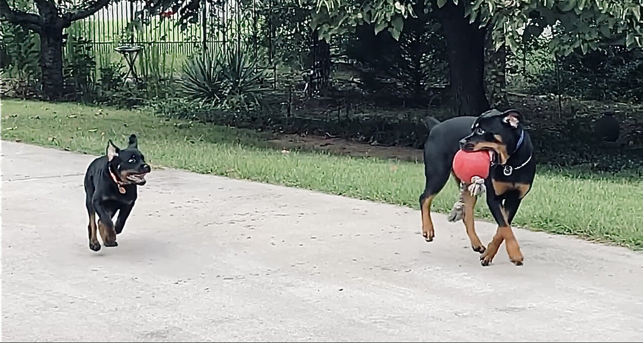 Rottweiler: THE CHASE