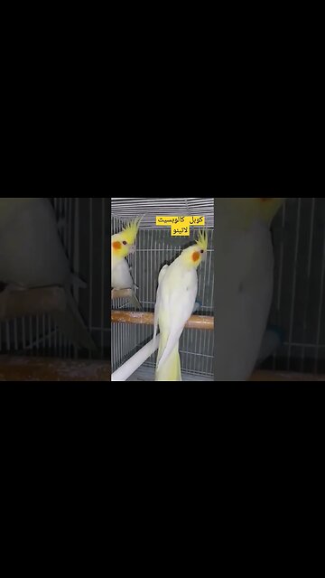 كوبل كالوبسيت لاتينو عين حمراء كيوت روعة مرحبا